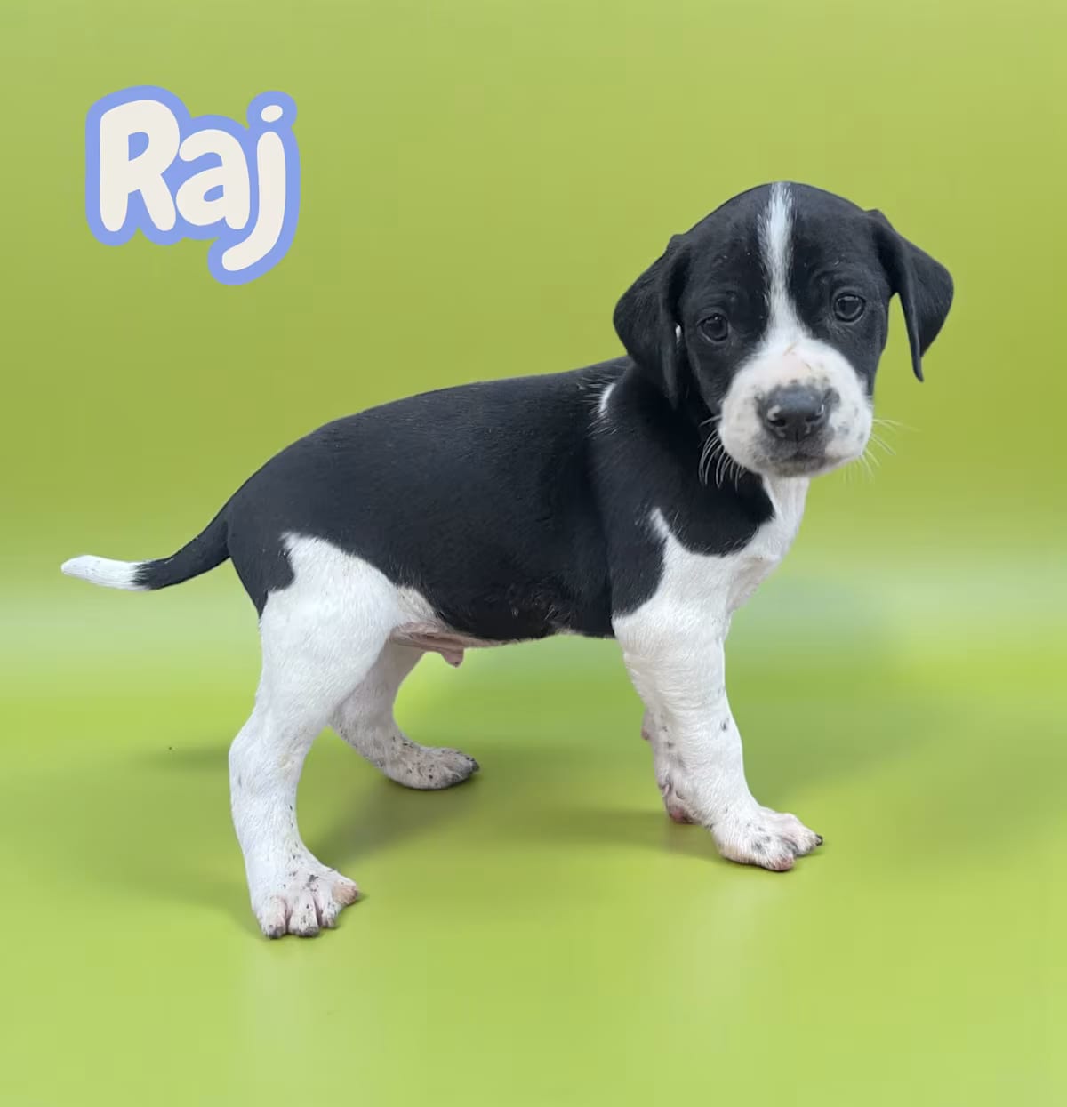 Photo of Raj, adoptable Terrier (Unknown Type, Medium)/Mixed Breed (Medium) in Morristown, New Jersey
