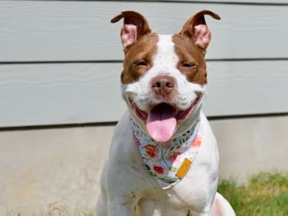 Photo of Shelby, adoptable dog in Georgetown, Texas