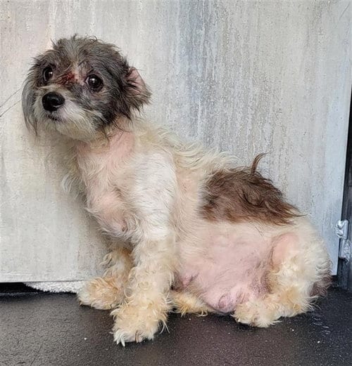 Photo of Emily, adoptable Shih Tzu in San Antonio, Texas