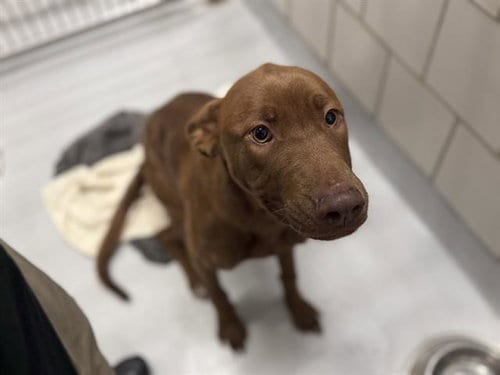Photo of Butter Side Down, adoptable Labrador Retriever in Grand Prairie, Texas