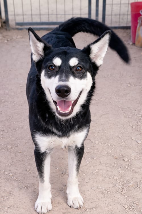 Photo of Mila, adoptable Siberian Husky in Inglewood, California