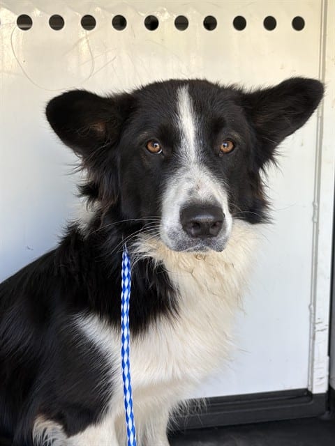 Photo of Senior Border Collie, adoptable Border Collie in Bakersfield, California