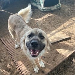 Photo of Ceasar, adoptable Anatolian Shepherd in Stephenville, Texas