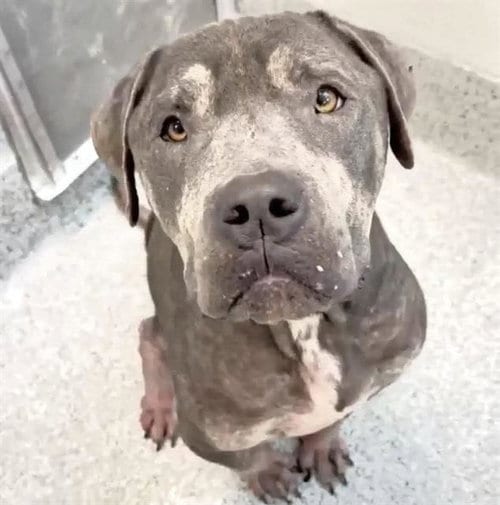 Photo of Moe, adoptable American Staffordshire Terrier in Houston, Texas