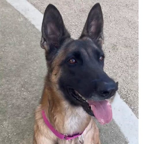 Photo of Bella, adoptable Belgian Shepherd Malinois in Las Vegas, Nevada