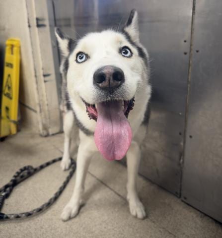 Photo of Tanner, adoptable Siberian Husky in Riverside, California