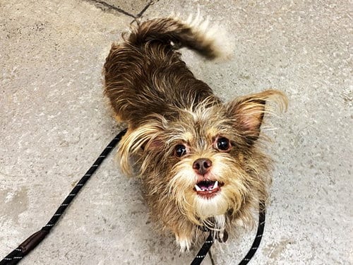 Photo of Piper, adoptable Yorkshire Terrier Yorkie in Phoenix, Arizona
