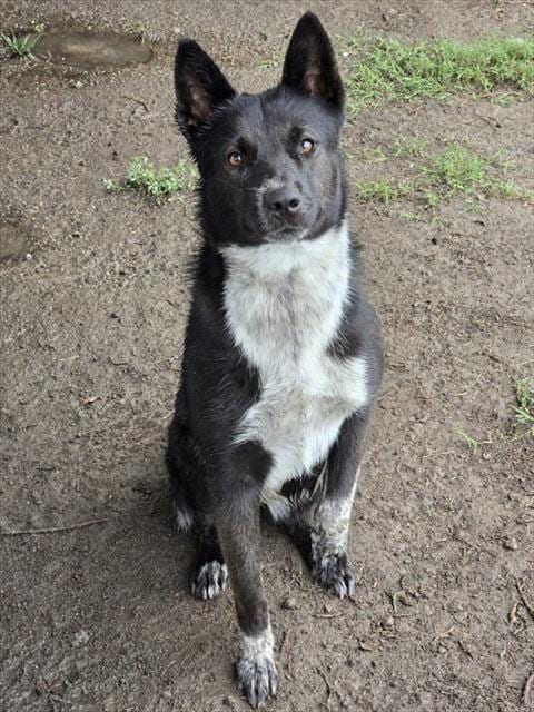 Photo of Athena, adoptable Australian Cattle Dog/Blue Heeler in Riverside, California