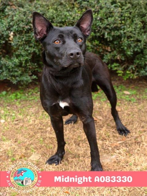 Photo of Midnight, adoptable Labrador Retriever in Mobile, Alabama