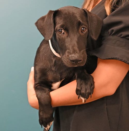 Photo of Noah, adoptable Unknown breed in Rancho Santa Fe, California