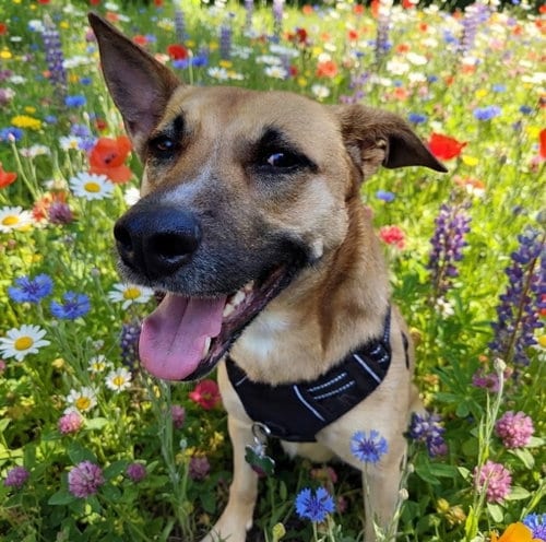 Photo of Winnie, adoptable Shepherd in Cary, North Carolina