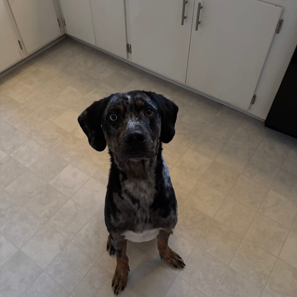Photo of Midnight, adoptable Great Dane / Catahoula Leopard Dog in Greensboro, North Carolina