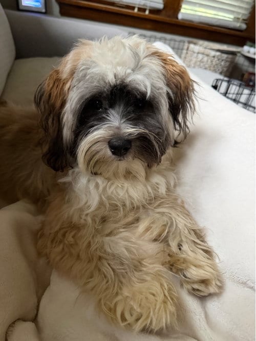 Photo of Garth, adoptable Shih Tzu in St. Louis Park, Minnesota