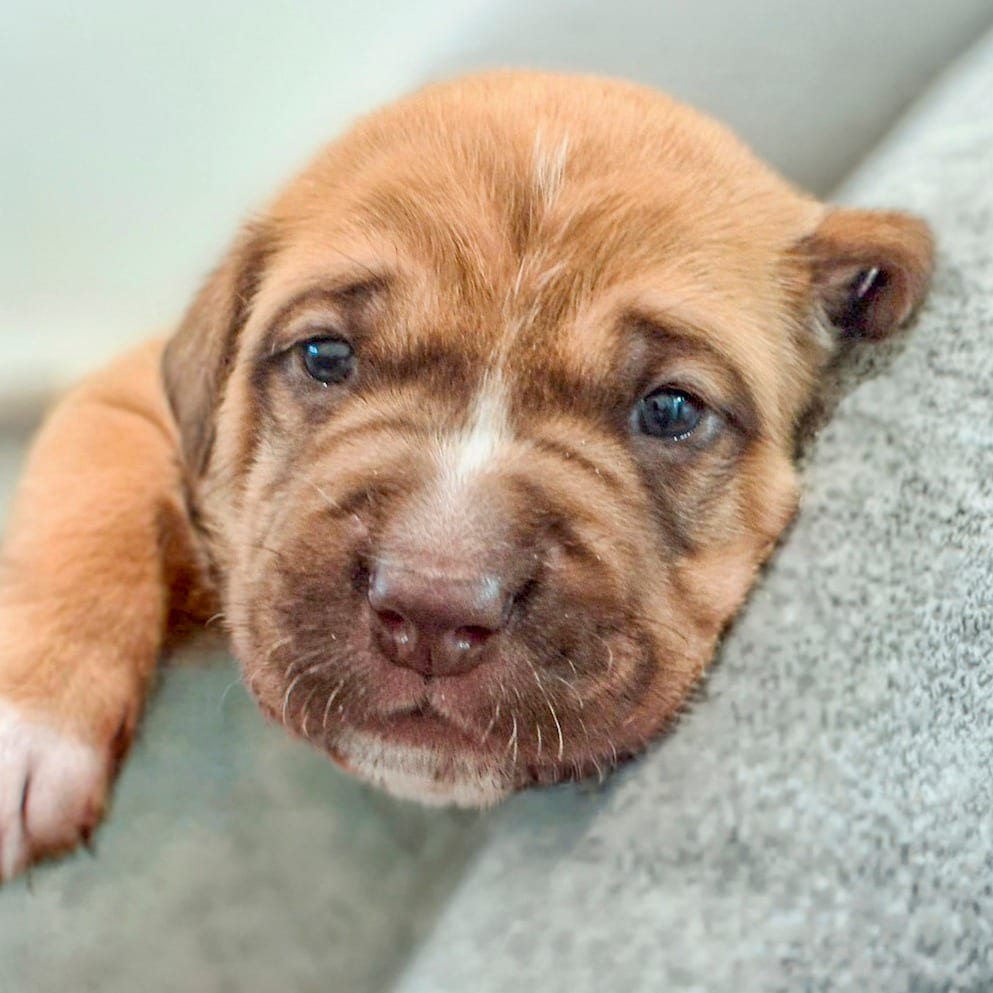 Photo of Rupee, adoptable Hound / Mix in Chapel Hill, North Carolina