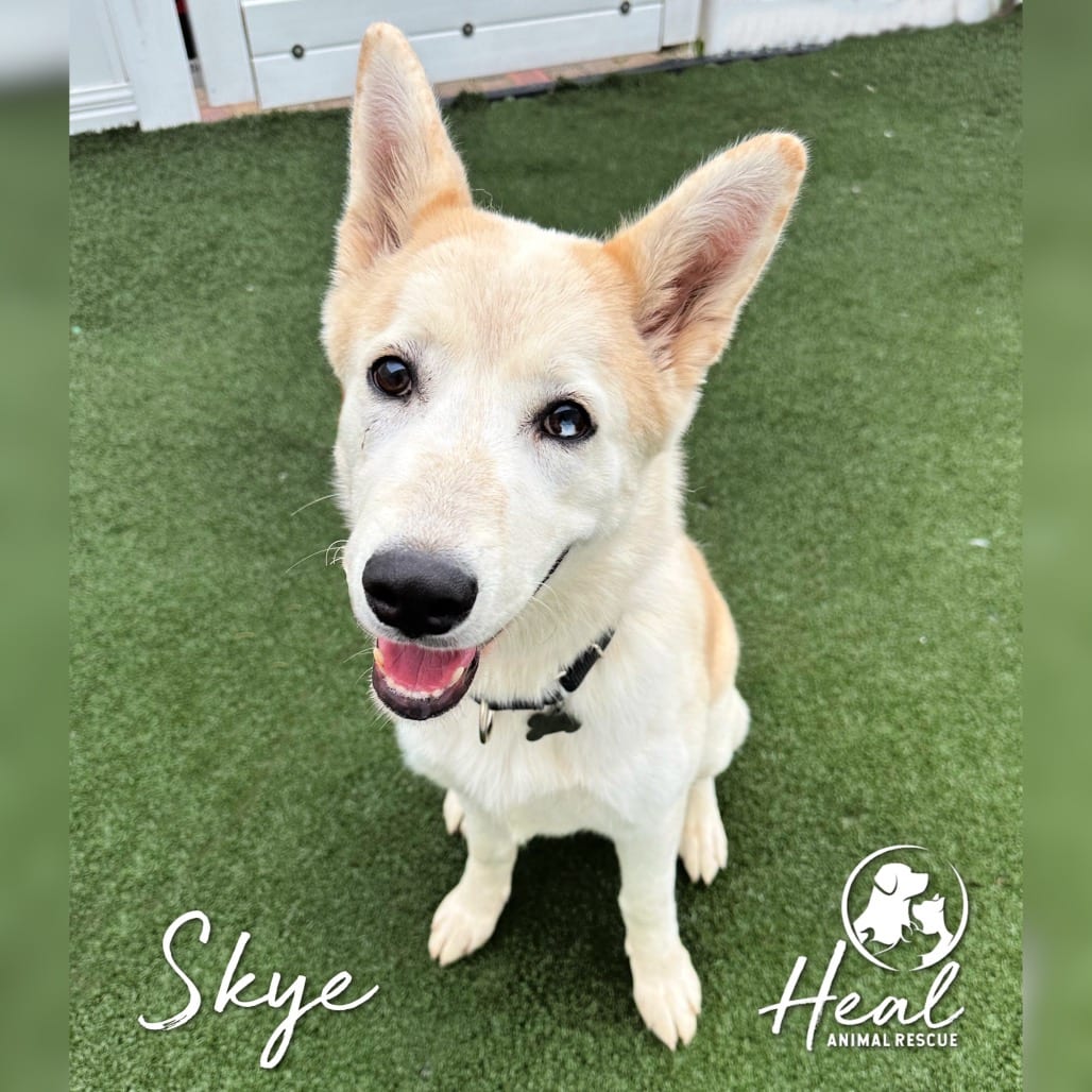 Photo of Skye, adoptable Husky in Youngwood, Pennsylvania