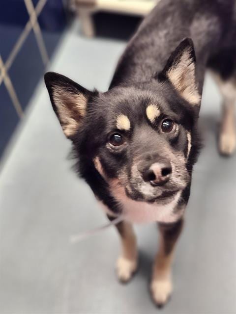 Photo of Pepsi, adoptable Husky in Houston, Texas