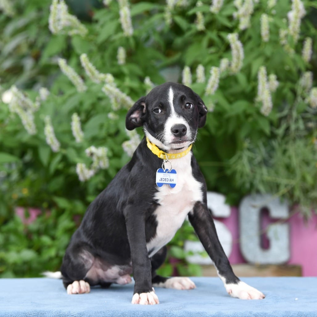 Photo of Jedediah, adoptable Hound in Wake Forest, North Carolina