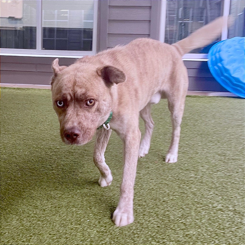 Photo of Forrest, adoptable Husky / Mixed Breed (Medium) in Greensboro, North Carolina