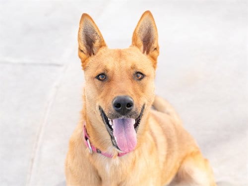 Photo of Puffy, adoptable Australian Cattle Dog/Blue Heeler in Martinez, California
