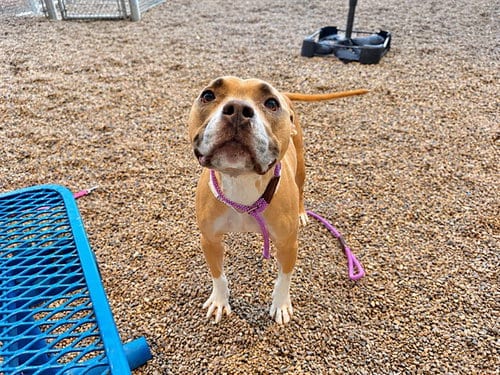 Photo of Scooby, adoptable Bulldog in Mesa, Arizona