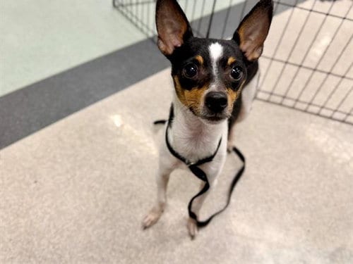Photo of Timmy, adoptable Chihuahua in Santa Rosa, California
