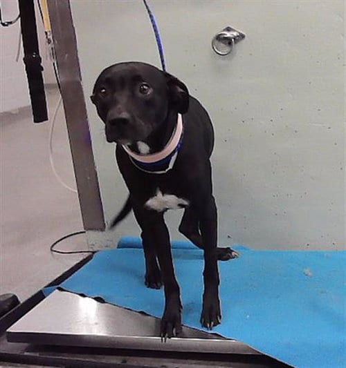 Photo of Poppy, adoptable Labrador Retriever in Houston, Texas