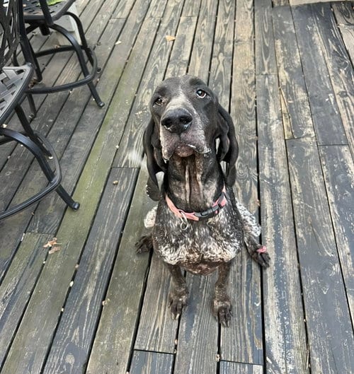 Photo of Blair, adoptable Bluetick Coonhound in Crystal, Minnesota