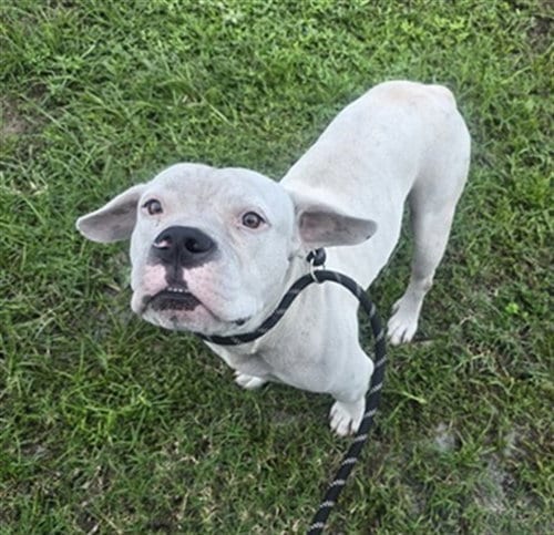Photo of Arlo, adoptable American Staffordshire Terrier in Fort Lauderdale, Florida