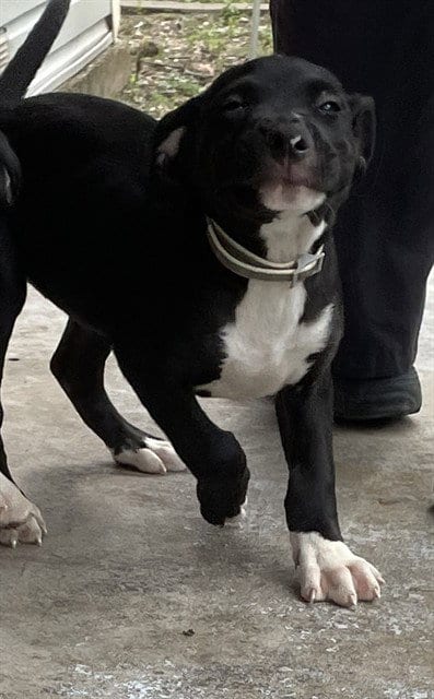 Photo of Chompers, adoptable Labrador Retriever in Waco, Texas