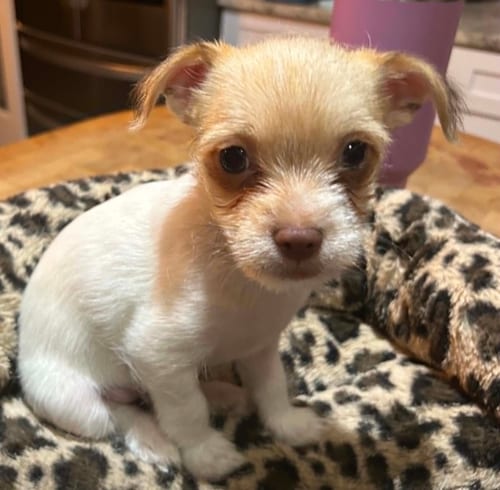 Photo of Colin, adoptable Terrier in Osteen, Florida