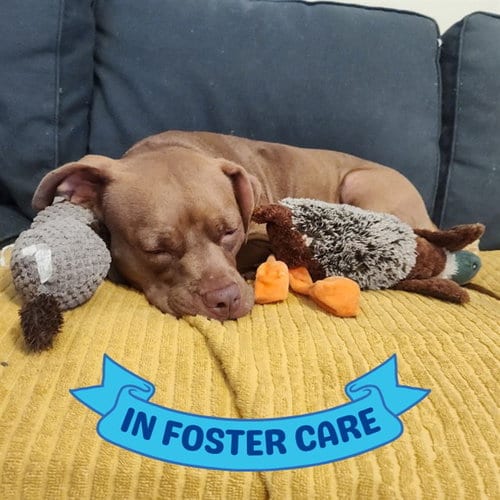 Photo of Coco, adoptable American Pit Bull Terrier in Tallahassee, Florida
