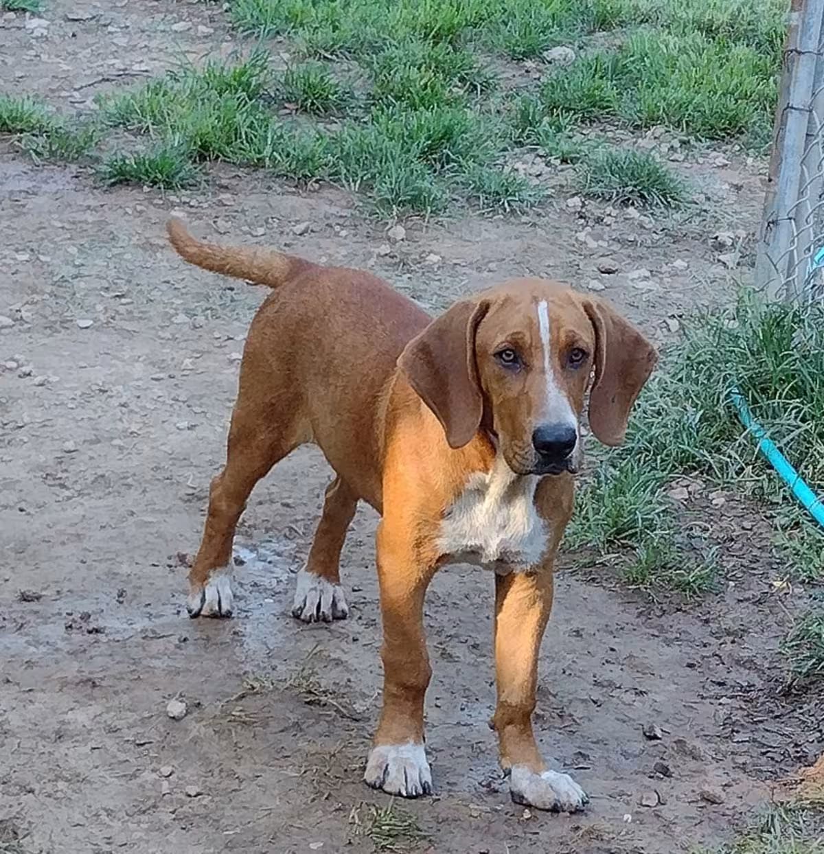 Photo of Quillen, adoptable Basset Hound/Redbone Coonhound in Lake In The Hills, Illinois