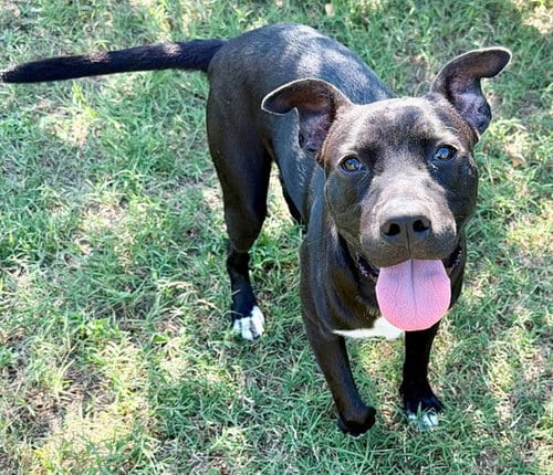 Photo of Umbra, adoptable Pit Bull Terrier in Augusta, Georgia