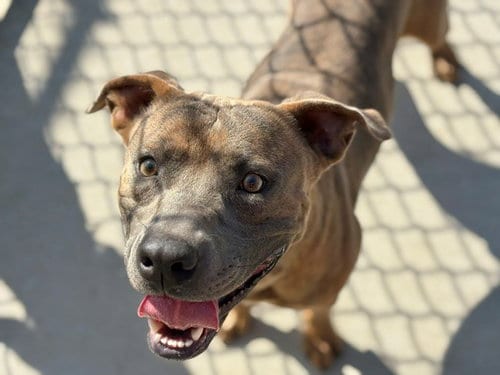 Photo of Loki, adoptable Pit Bull Terrier in Tulsa, Oklahoma
