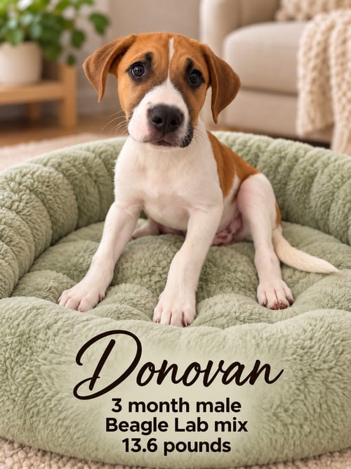 Photo of Donovan – 3 Month Male Beagle/Labrador Mix, adoptable Beagle in Mesa, Arizona
