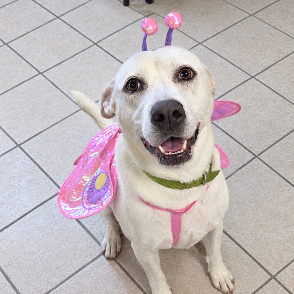 Photo of Destiny, adoptable Mixed Breed (Medium)