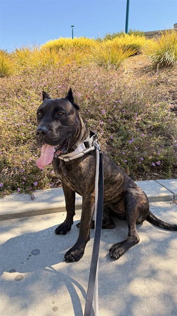 Photo of Penny, adoptable Cane Corso Mastiff in Fremont, California