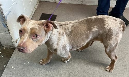Photo of Dream, adoptable Pit Bull Terrier in San Bernardino, California