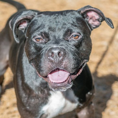 Photo of Mitch, adoptable Boxer in Hilton Head, South Carolina