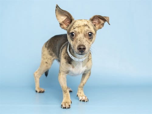 Photo of Baby Boy, adoptable Chihuahua in Phoenix, Arizona