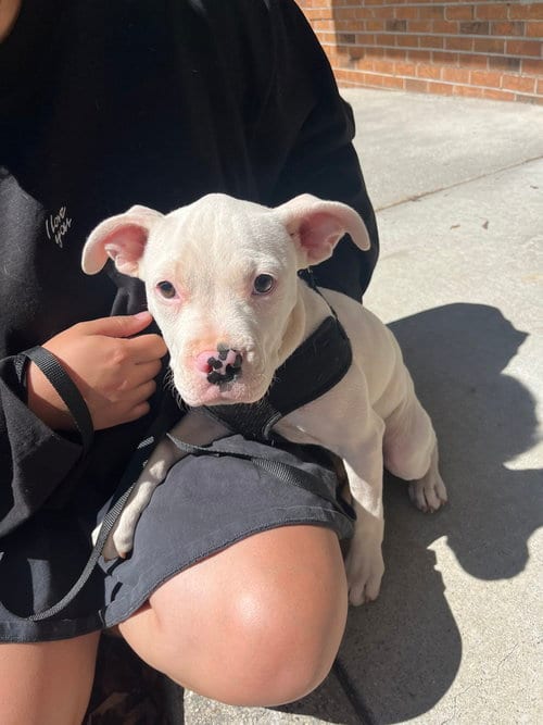 Photo of Mesa Verde, adoptable Terrier in Candler, North Carolina