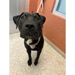 Photo of Cairo, adoptable American Pit Bull Terrier Shar Pei in Pueblo, Colorado
