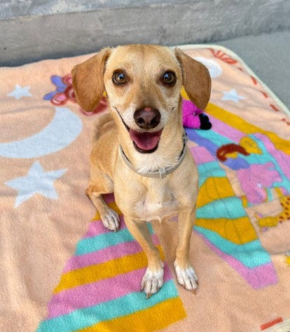Photo of Ollie, adoptable Dachshund in Rancho Cucamonga, California