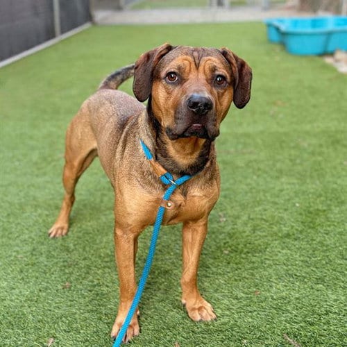 Photo of Brutus, adoptable Pit Bull Terrier in San Jose, California