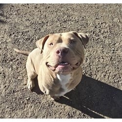 Photo of Slim, adoptable American Pit Bull Terrier in Jurupa Valley, California