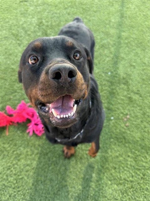 Photo of BO, adoptable Rottweiler in Agoura, California