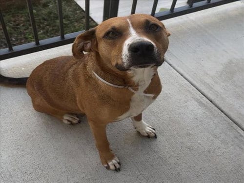 Photo of Belle, adoptable Staffordshire Bull Terrier in Houston, Texas
