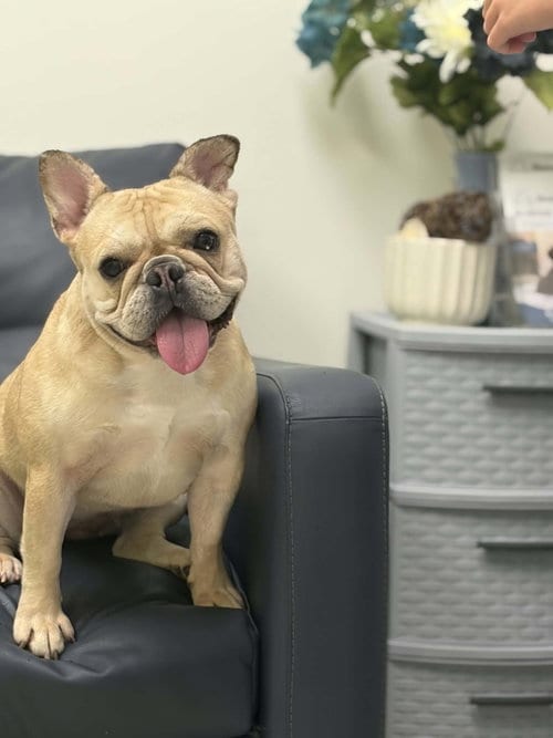 Photo of Waffles, adoptable French Bulldog in Holly Springs, North Carolina