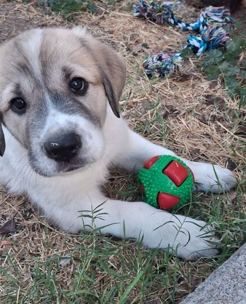 Photo of Sierra, adoptable Anatolian Shepherd in Sacramento, California