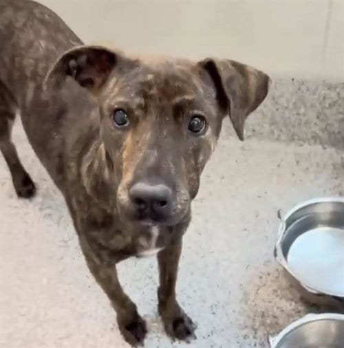 Photo of A661843, adoptable Plott Hound in Houston, Texas